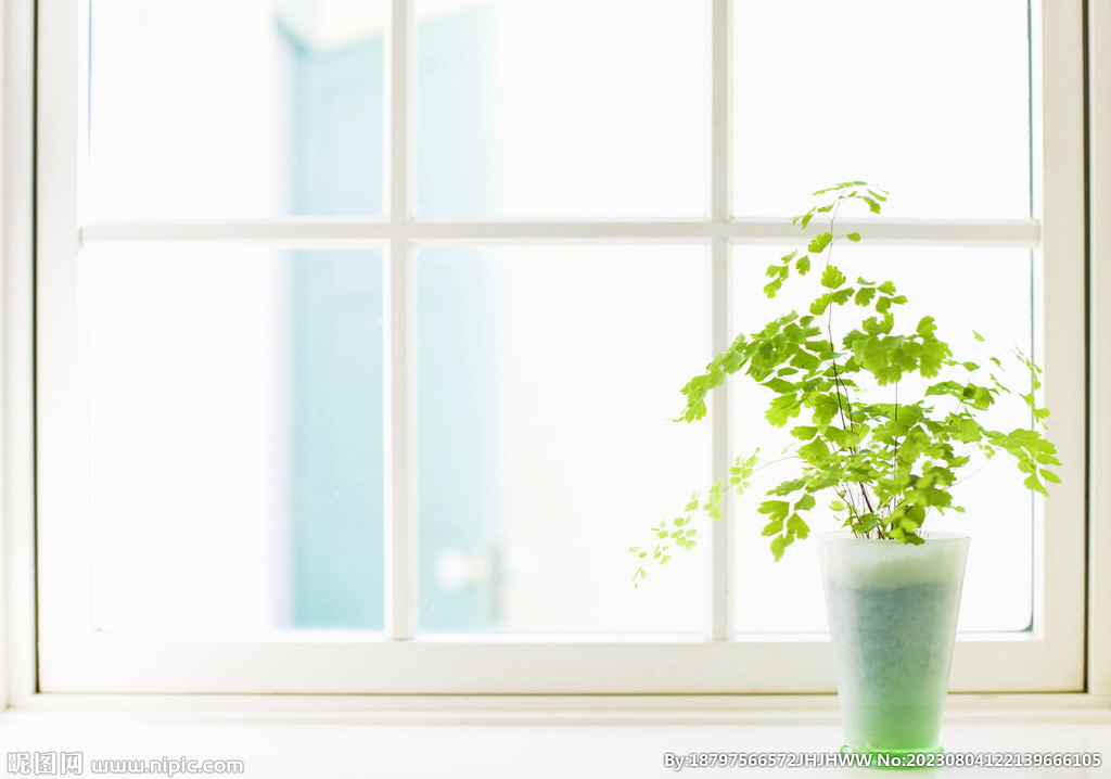 绿色植物