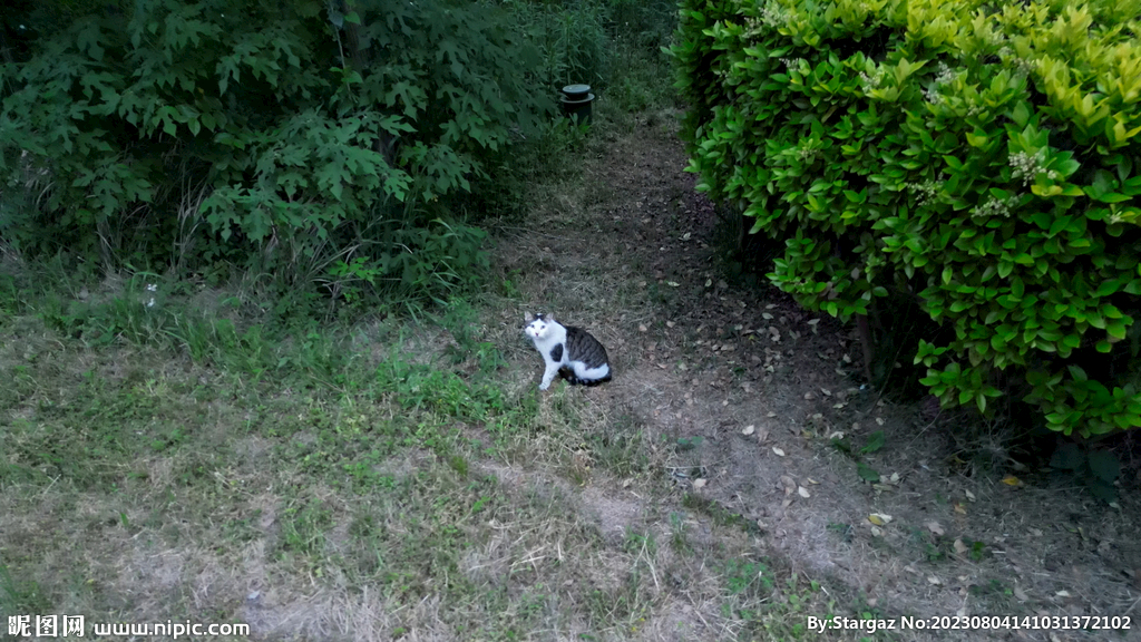 猫吃草航拍受惊吓