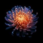 花朵框画 