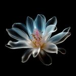 花朵框画 