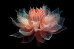 花朵框画 
