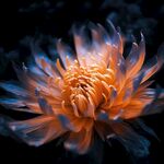 花朵框画 