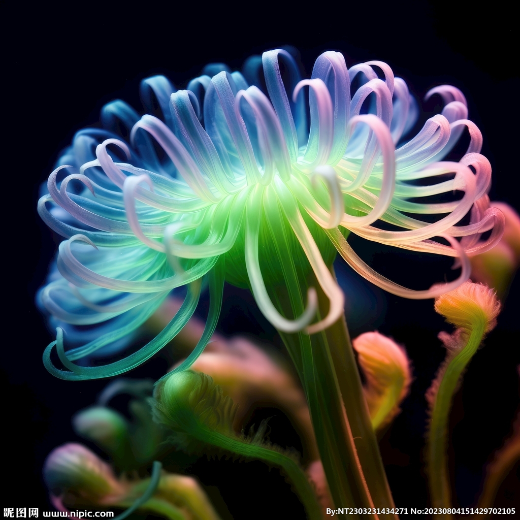 花朵框画 