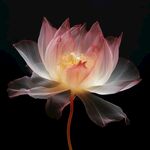 花朵框画 