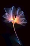 花朵框画 