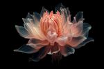 花朵框画 