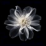 花朵框画 