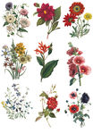 素材花