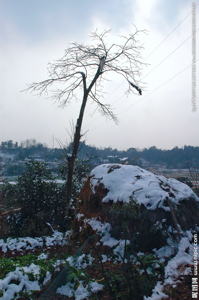 门前的老柿子树雪景