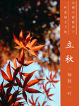 立秋 