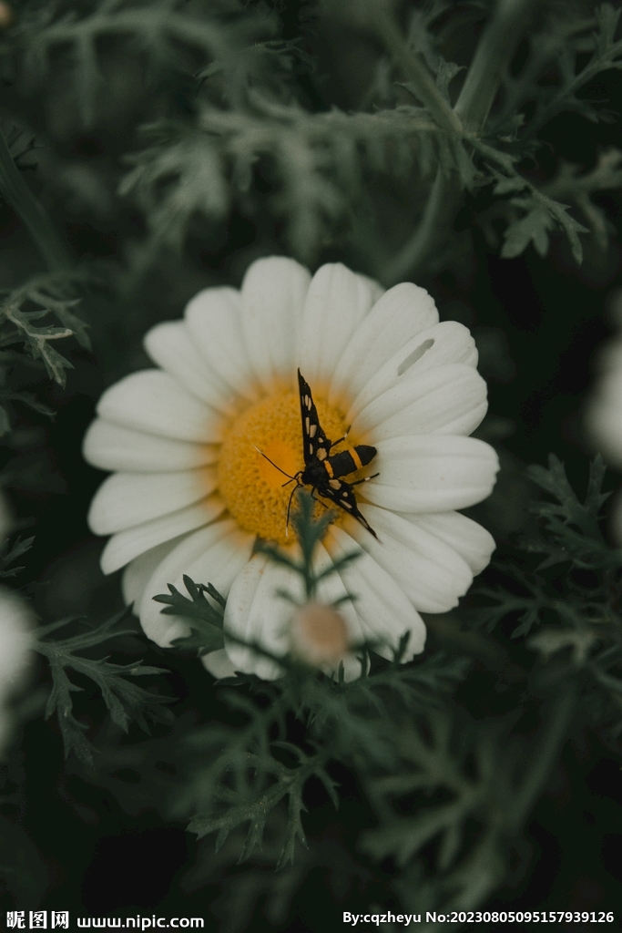 菊花