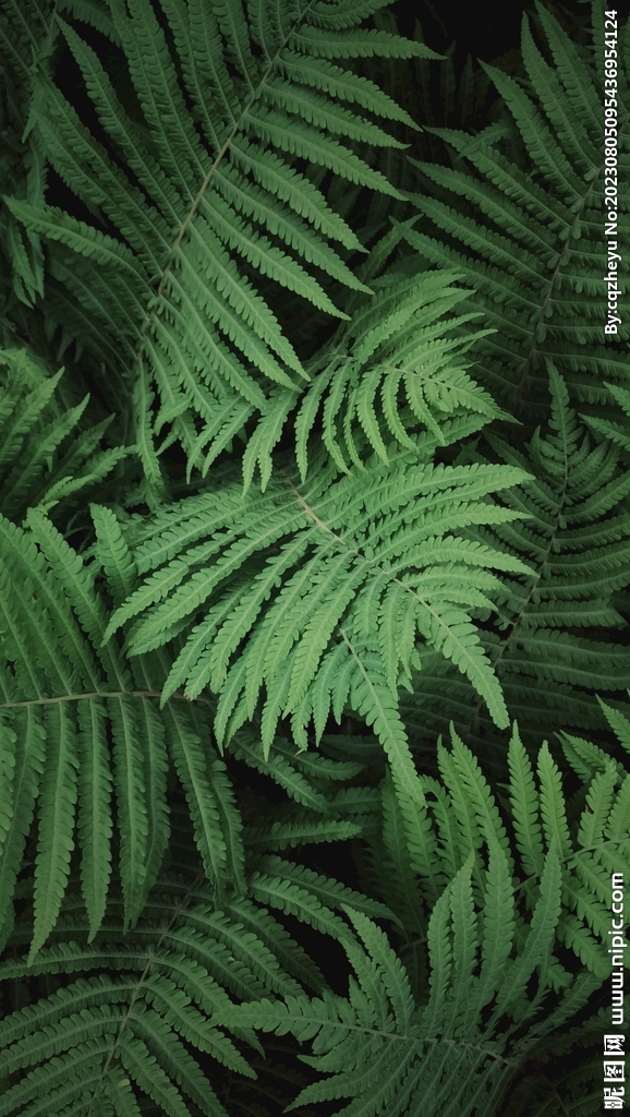 蕨类植物