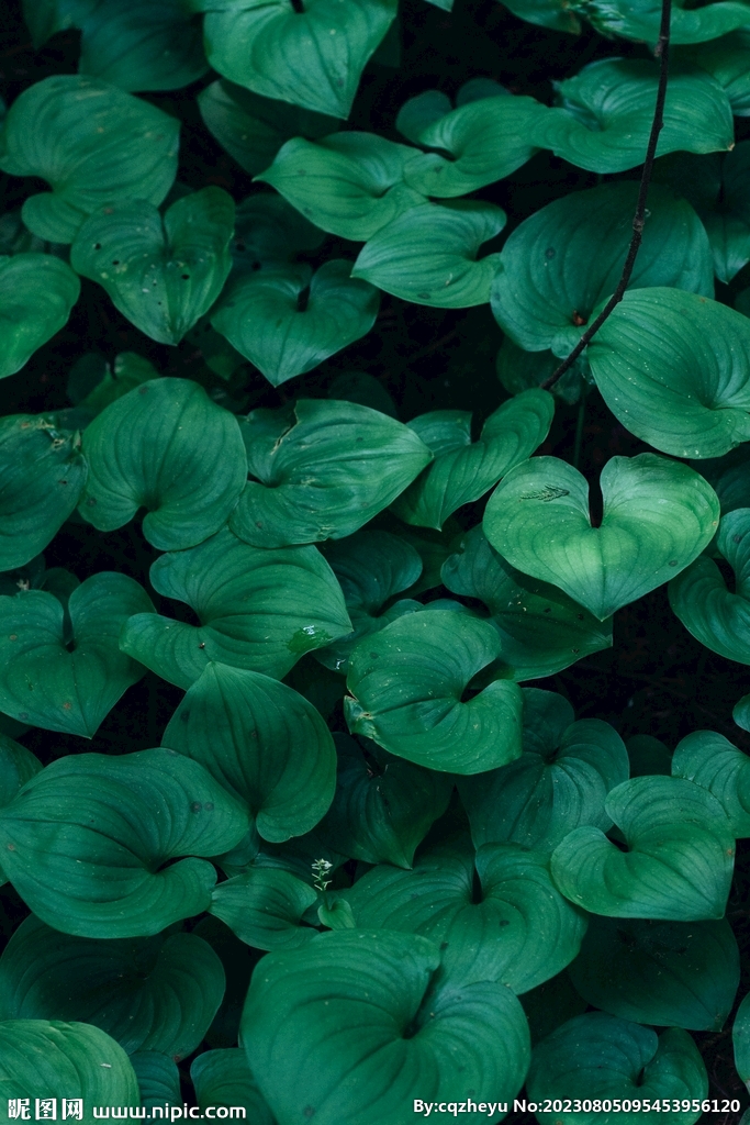 舞鹤草