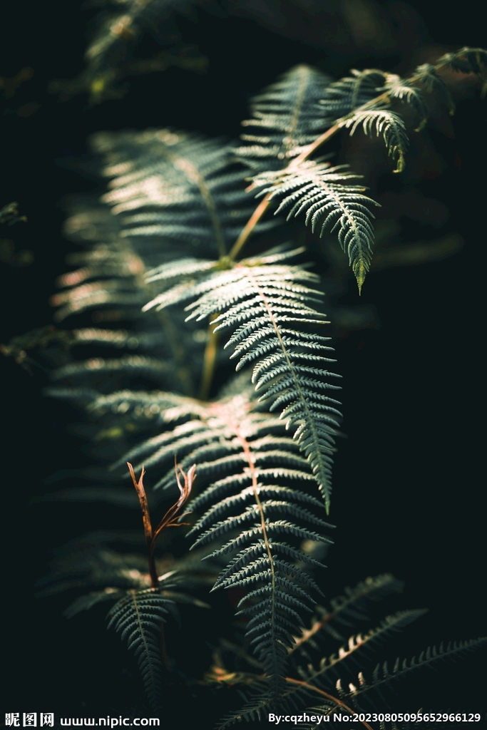 蕨类植物