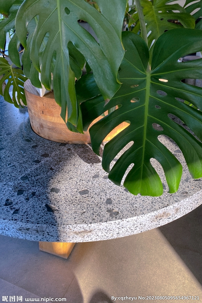 龟背竹