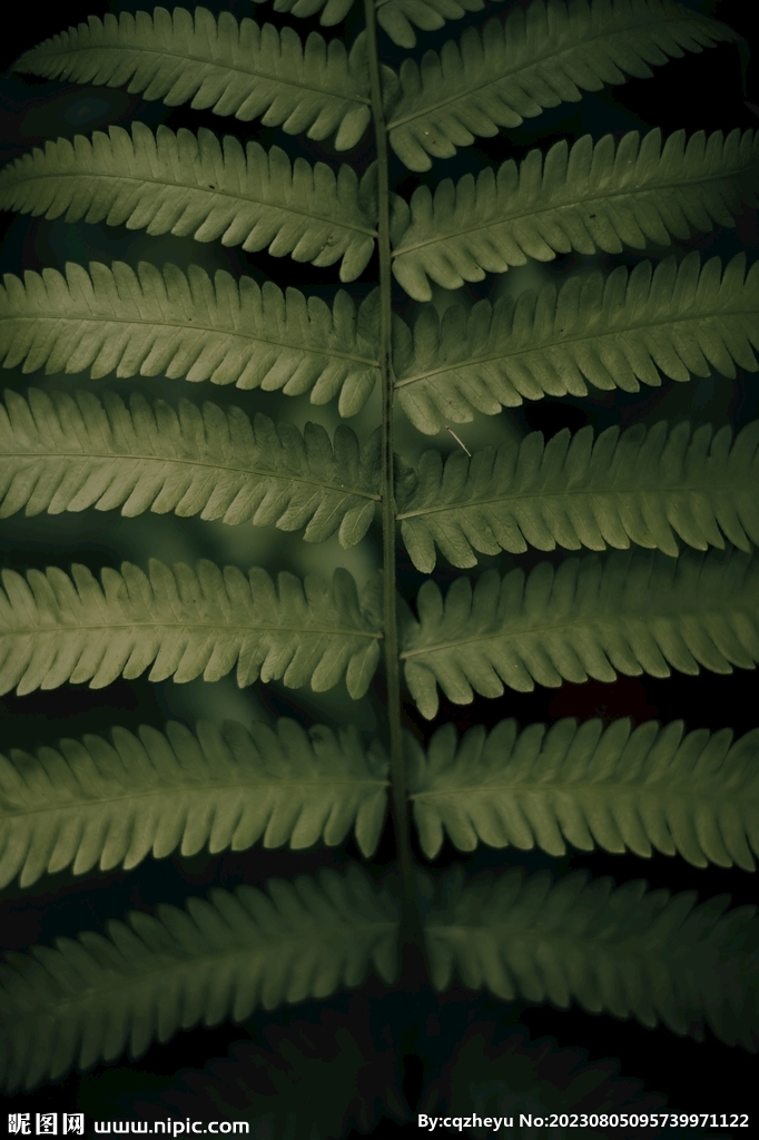 蕨类植物