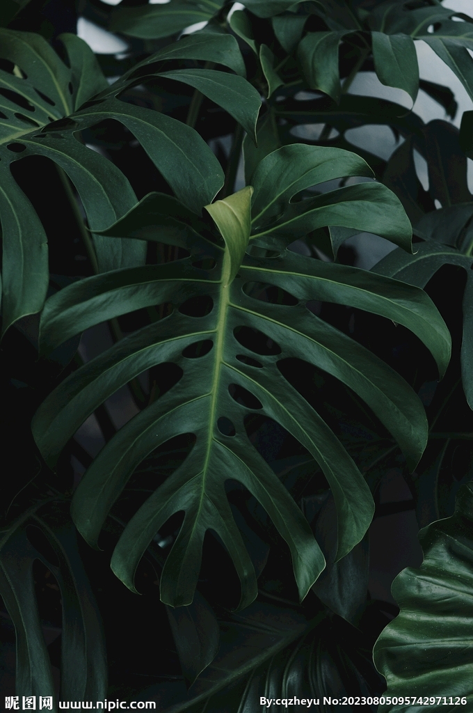 龟背竹