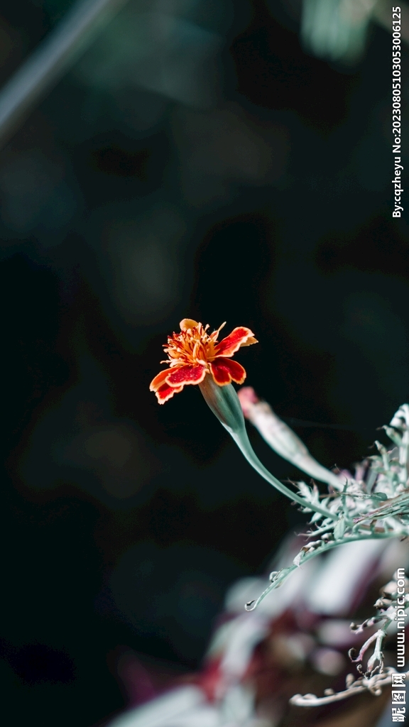 虎皮花