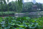 公园风景 