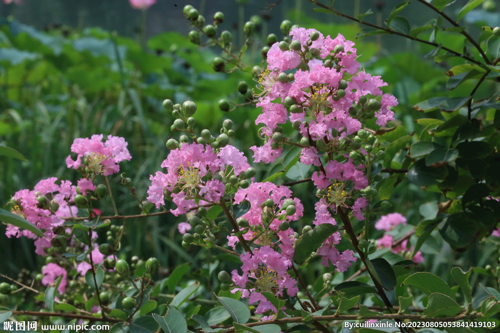 紫薇花 