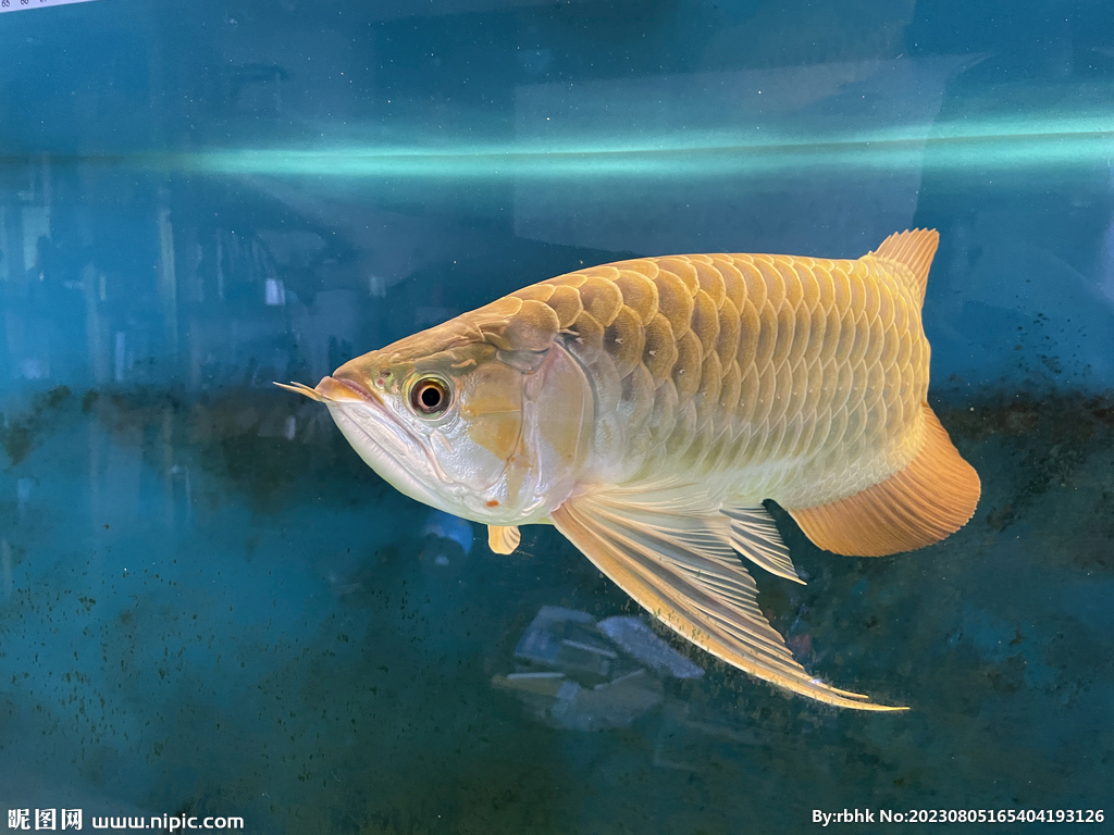 祥龙鱼场黄化银龙_白子银龙_混养鱼类_混养鱼_广州水族批发市场商城|广州水族器材批发商城|广州鱼缸批发商城