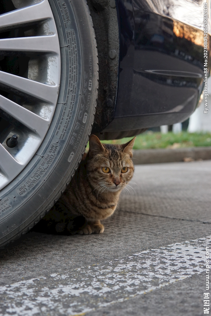 猫