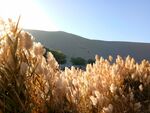 敦煌芦苇