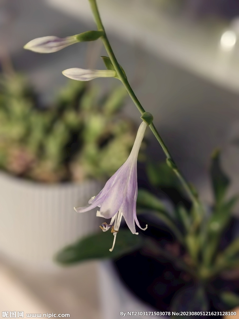 紫色小花  