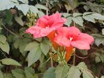 凌霄花
