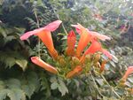 凌霄花