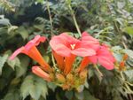 凌霄花
