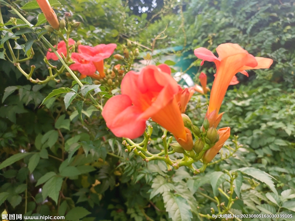 凌霄花
