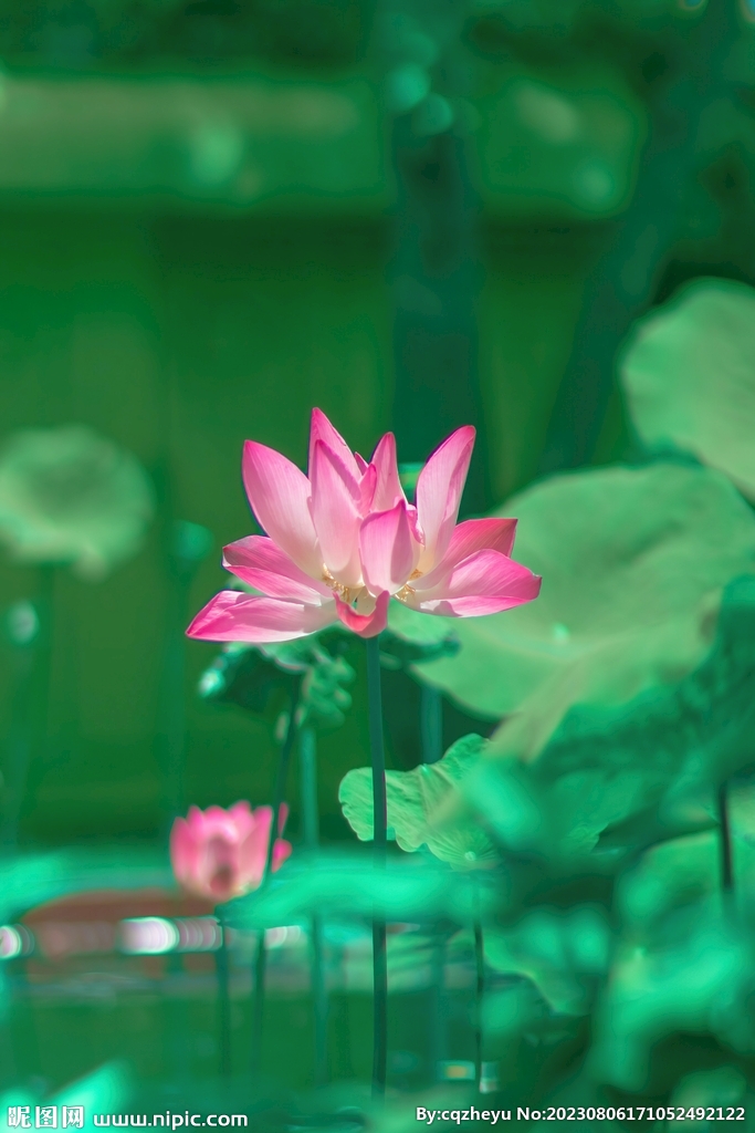 荷花