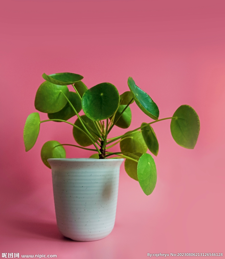 盆栽