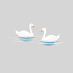 天鹅插画