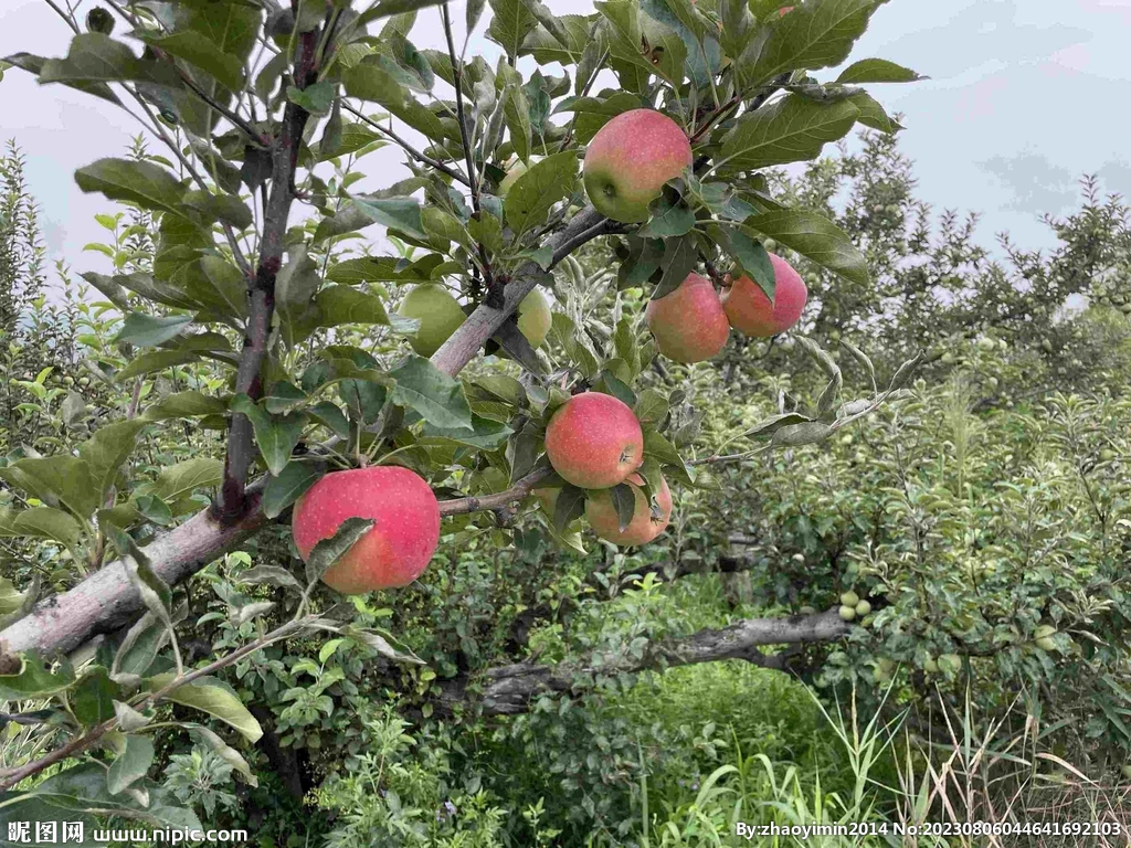 苹果栽培