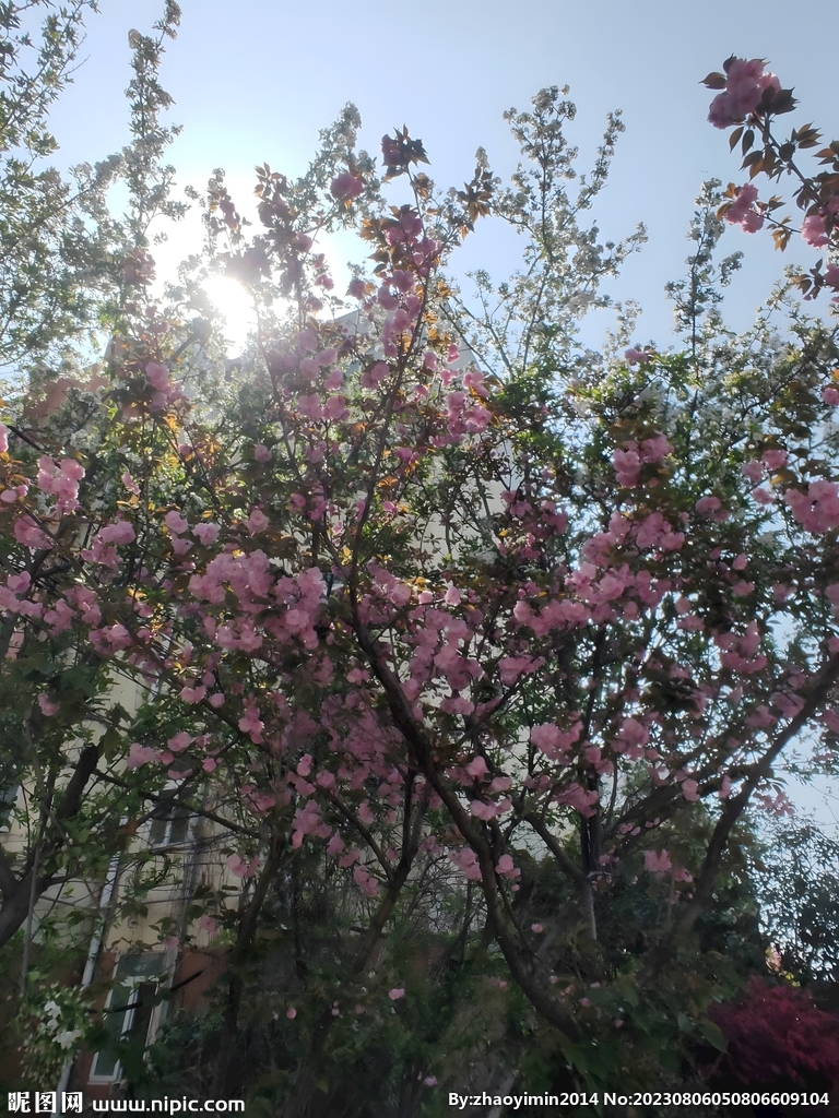 樱花