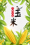 玉米海报