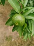 橘子