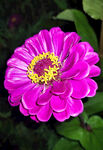 小雏菊