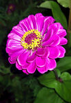 小雏菊