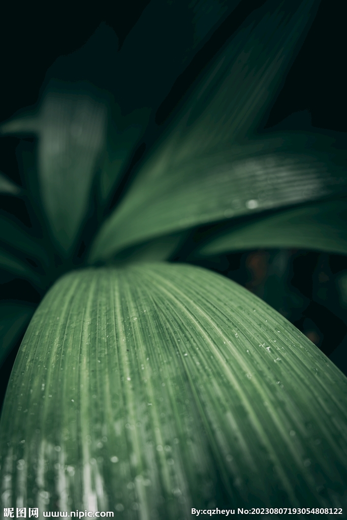 大叶仙茅