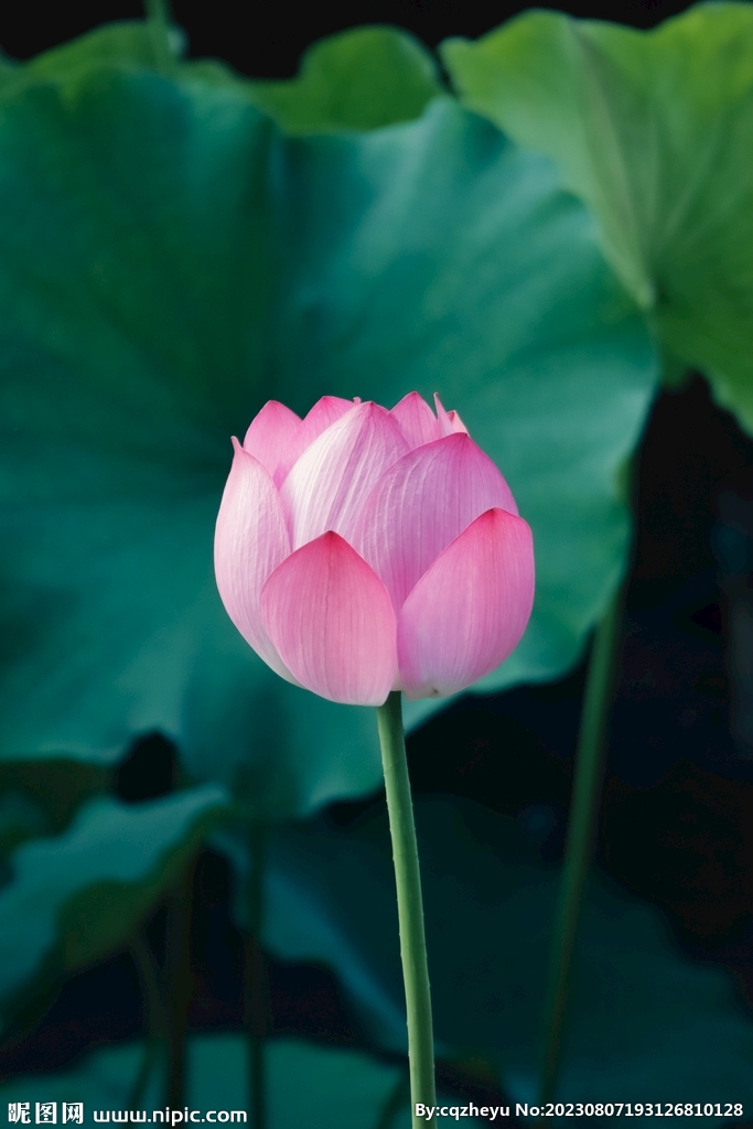 荷花