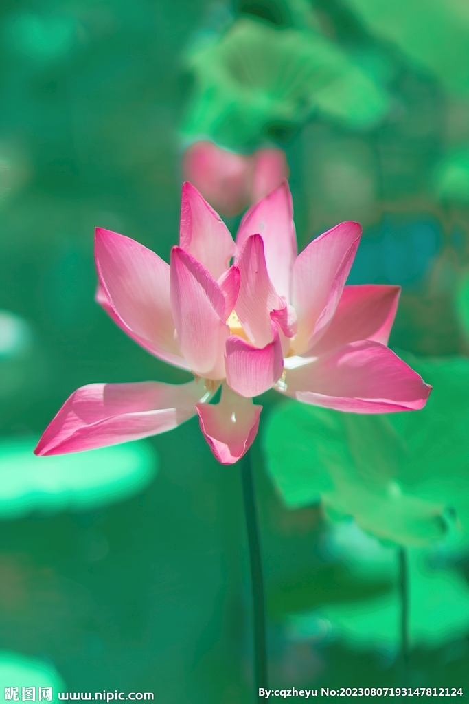 荷花