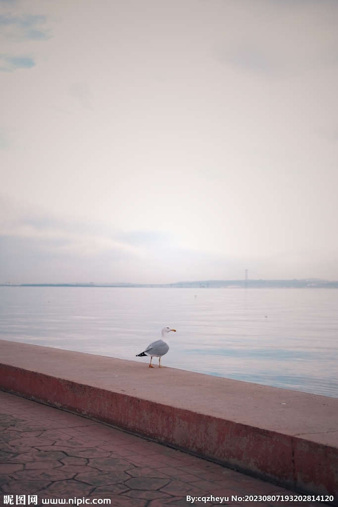 海鸥