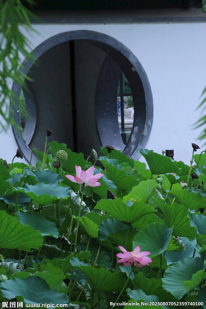荷花荷叶