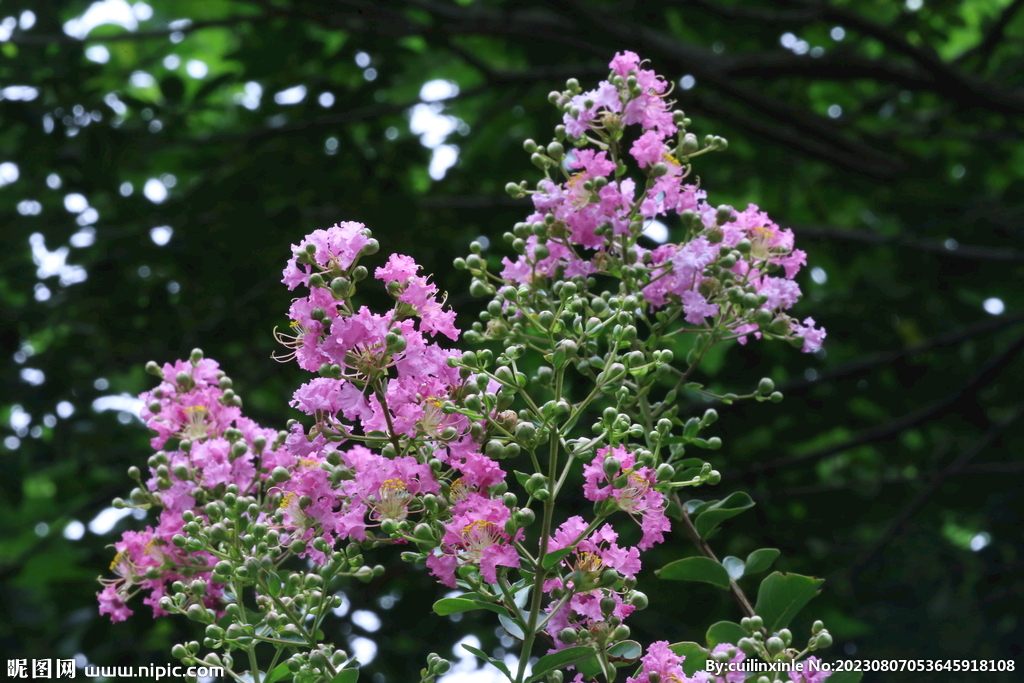 紫薇花 