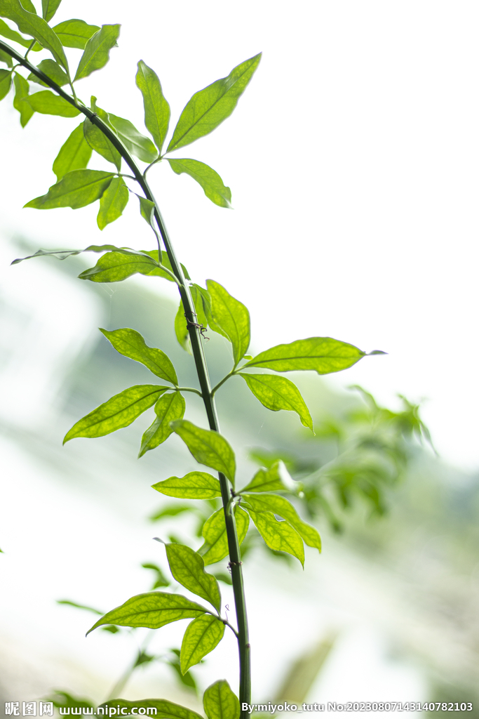 春天绿色植物