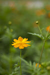 黄花