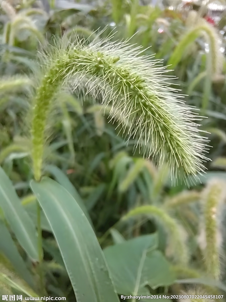 狗尾巴草